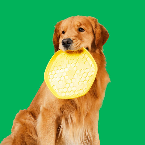 Project Hive Pet Company Hive Disc + Lick Mat Dog Toy (Yellow)