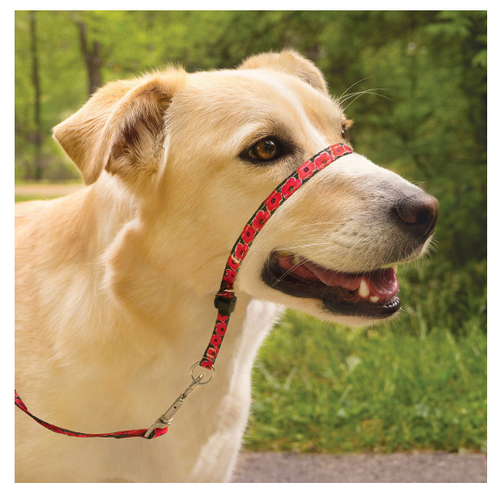 Petsafe Chic Gentle Leader Quick Release Poppies Headcollar and Leash for Dogs